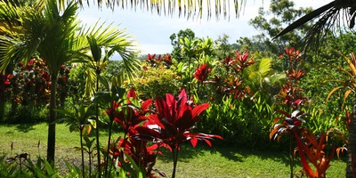 Hawaiian Botanical Gardens