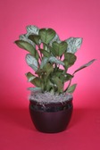 Aglaonema