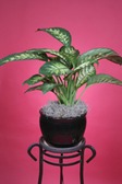 Diffenbachia