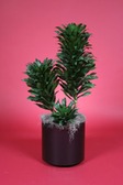 Dracaena Compacta