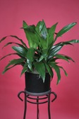 Dracaena Janet Craigi
