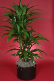 Dracaena Lisa