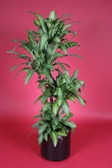 Corn Plant