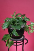 Pothos