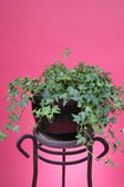 Ivy