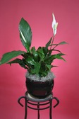 Peace Lily