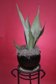 Snake Plant