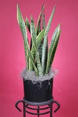 Sansevieria-Snake Plant